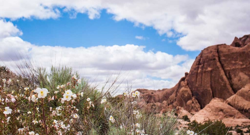 Wildflowers bloom near a red rock formation. 